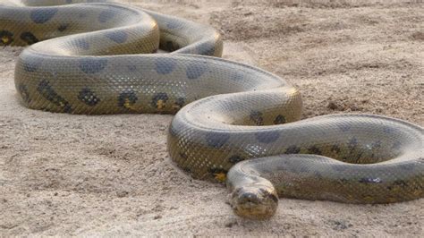 The Anaconda | Amazon Rainforest Animals | Amazon Cruises