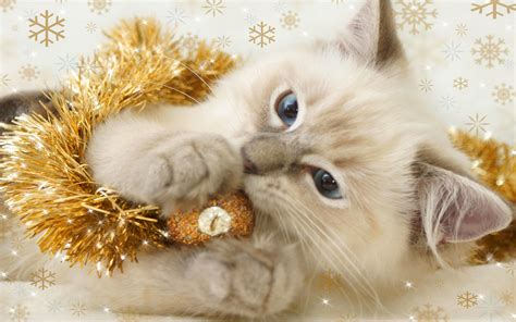 Christmas Cat Wallpaper - WallpaperSafari