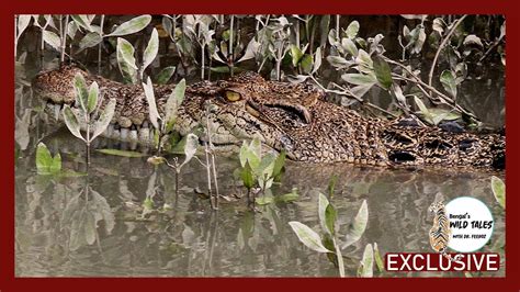 সুন্দরবনের কুমির || Crocodiles of Sundarbans (EXCLUSIVE) - YouTube