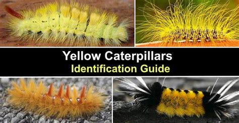 Fuzzy Caterpillar Poisonous