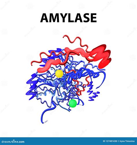 Amylase is a Molecular Chemical Formula. Enzyme of the Pancreas ...