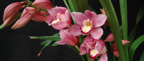 Care of Cymbidium - Smithsonian Gardens