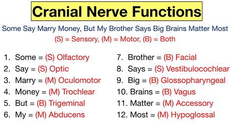 Cranial Nerves Mnemonic: Function, Labeled Names in Order, Definition ...