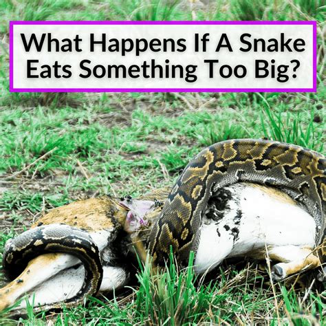 What Happens If A Snake Eats Something Too Big? - ReptileStartUp.com