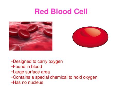 Red blood cells (Erythrocytes) structure and function, Myeloid tissue ...