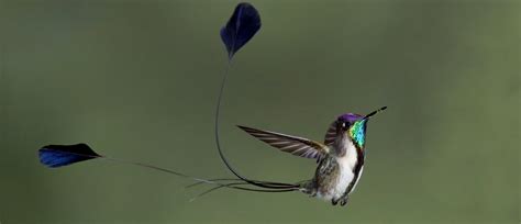 Marvelous Spatuletail - American Bird Conservancy