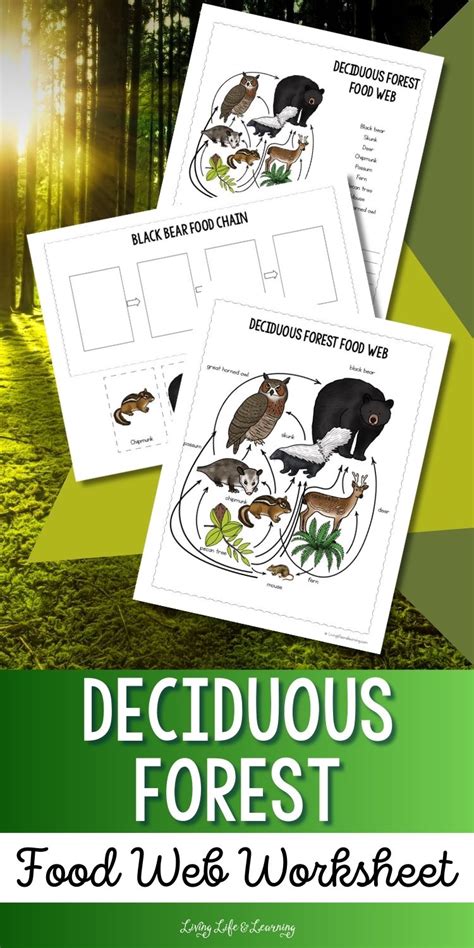 Deciduous Forest Food Web Worksheet