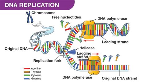 What Is DNA?- Meaning, DNA Types, Structure and Functions (2022)