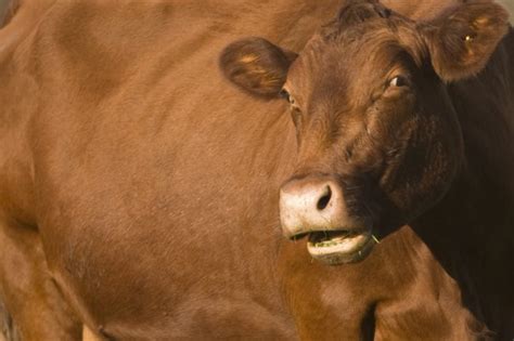 Many Americans think chocolate milk comes from brown cows: study ...