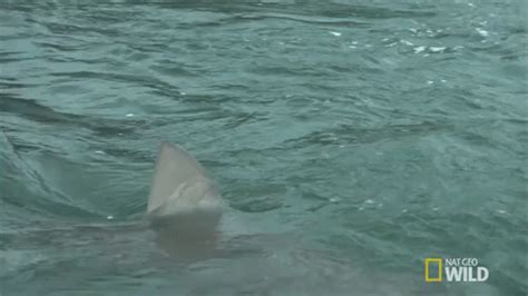 Fin In The Water GIF - Shark SharkFest NatGeoWild - Discover & Share ...