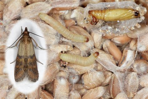 How to Rid of Pantry of Moths - Aantex Pest & Termite Control