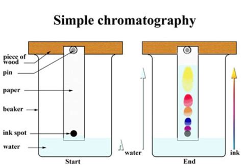 Chromatography Diagram Labeled