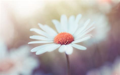 White flower macro photography, bokeh wallpaper | flowers | Wallpaper ...