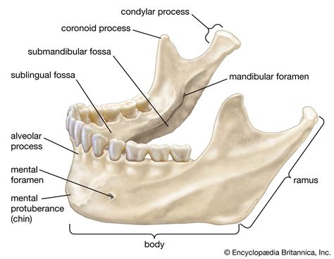 Mandible | Description, Anatomy, Function, & Disorders | Britannica