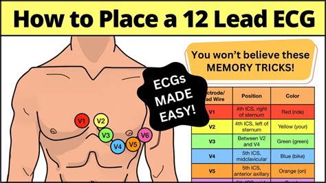 12 Lead ECG Placement: Diagram And Mnemonic For Limb And, 56% OFF