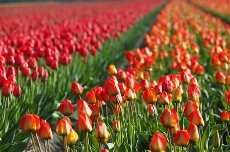 Tulip Field Free Stock Photo - Public Domain Pictures