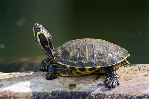 What Fluttering Claws Means in Red Eared Slider Turtles