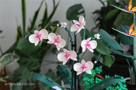 Review: LEGO 10311 Orchid (2022 Botanical Collection) - Jay's Brick Blog