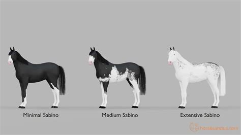 What is a Sabino Horse? Traits, Breeds, and more