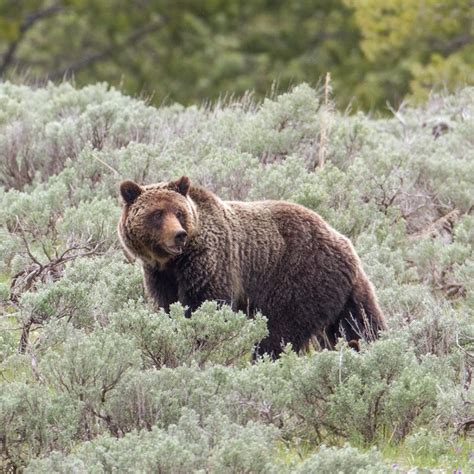 Grizzly Bear | Grizzly bear, Bear habitat, Grizzly