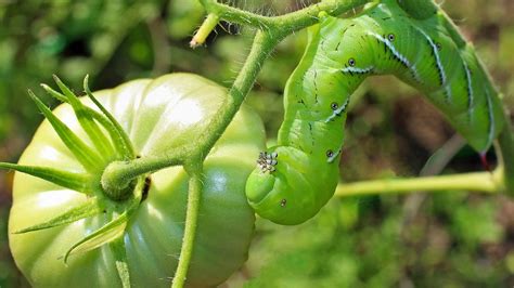 Get Rid Of Tomato Worms With A Common Kitchen Ingredient You Already Have