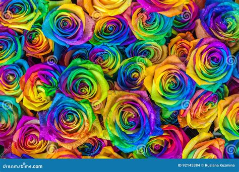 Beautiful Colorful Roses