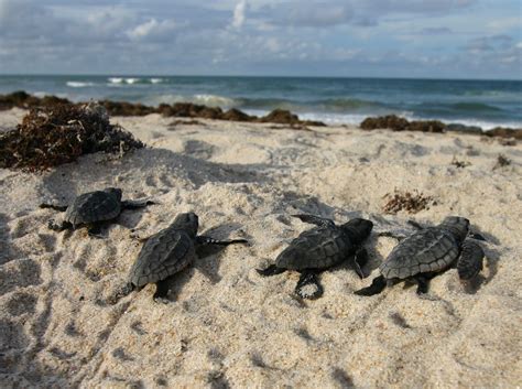 Florida's Sea Turtles Benefit from Empty Beaches - Fish & Wildlife ...