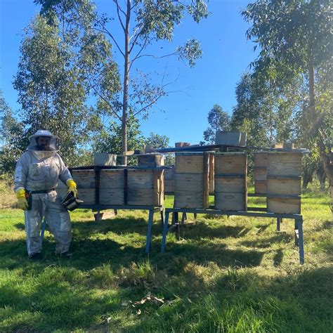 Lone Pine Koala Sanctuary - Honey – Lone Pine Koala Sanctuary - Gift Shop