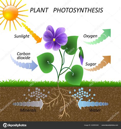 [DIAGRAM] Tree Photosynthesis Diagram - MYDIAGRAM.ONLINE