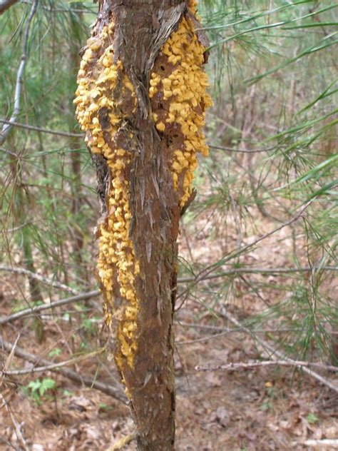 Pine trees with yellow fungus | Flickr - Photo Sharing!