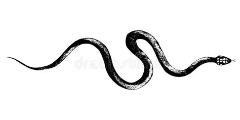 Vector Snakes Pencil Drawing, Vintage Style Graphic Black and White ...