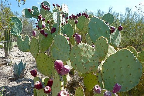 Prickly Pear Cactus | foodatude