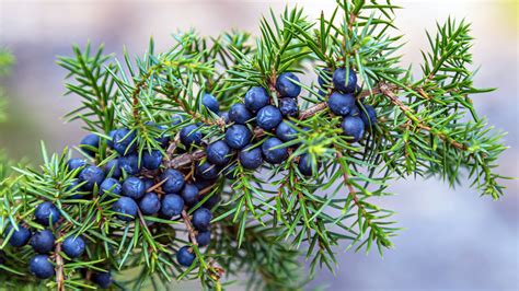 Juniper Berries Benefits For Blood Sugar and More - First For Women