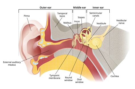 Diagram Of The Ear