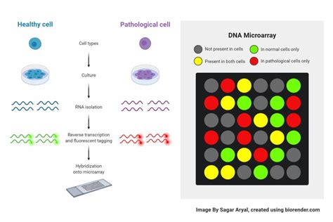 DNA Microarray- Definition, Principle, Procedure, Types