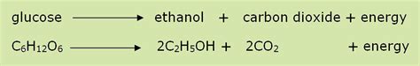 #80 Aerobic and anaerobic respiration | Biology Notes for IGCSE 2014