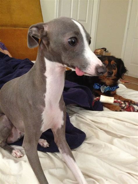 My Italian Greyhound on Pinterest | Italian Greyhound, Puppys and ...