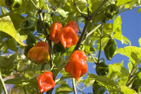 Habanero Pepper: Fun Facts and Growing Information | Grow Hot Peppers