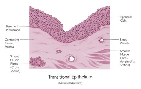 Transitional Epithelium