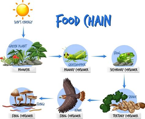 Food chain diagram concept 2764499 Vector Art at Vecteezy