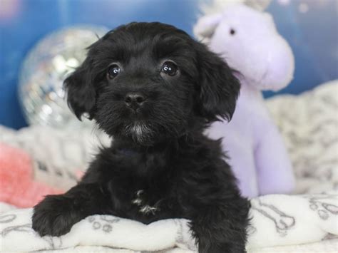 Havanese-DOG-Female-black-3443814-Animal Kingdom | Puppies N Love