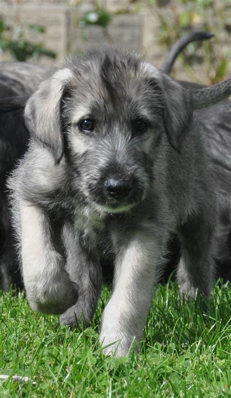 Irish Wolfhound Puppies From Heart Tested Parents Only — Bonaforte ...