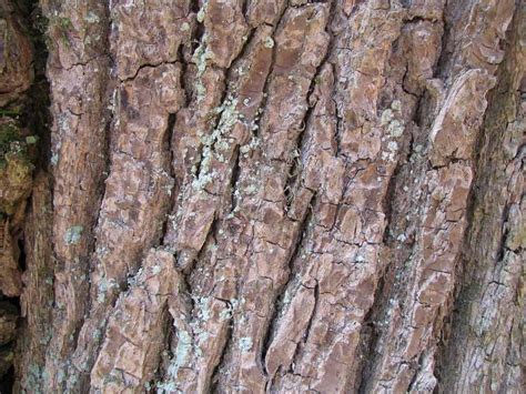 How to Identify Wych Elm (Ulus glabra)