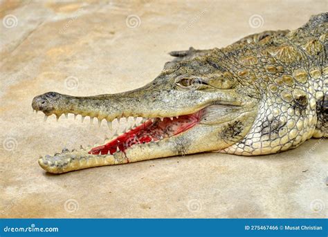 The Slender-snouted Crocodile Stock Photo - Image of west, crocodylidae ...