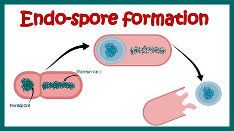 Endospore formation in bacteria | Structure of endospore | endospore ...