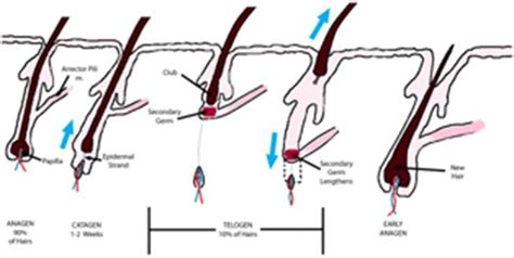 2 Hair growth cycle. Schematic representation of normal mature follicle ...