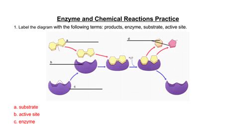 Enzyme substrate Diagram | Quizlet