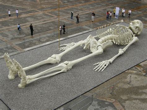 Giant Skeleton Calamita pic on Design You Trust Skeleton Pics, Human ...