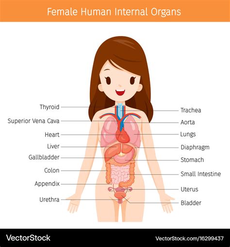 Organs In The Body Diagram Female