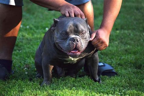 American Bully Breed 101 - Temperament ⋆ Pictures ⋆ Guide ⋆ ...